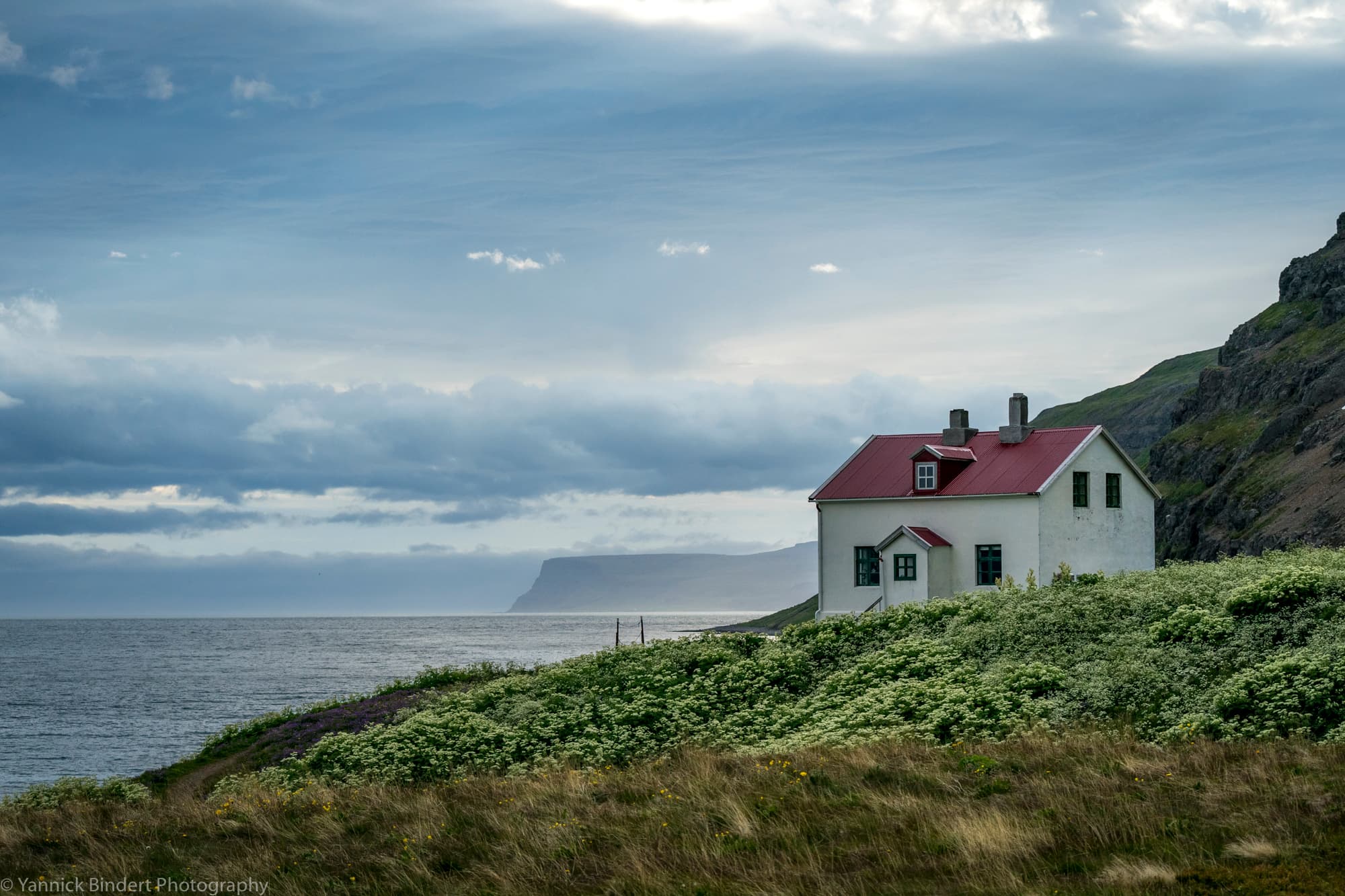 Hornstrandir — Fjällräv på Island