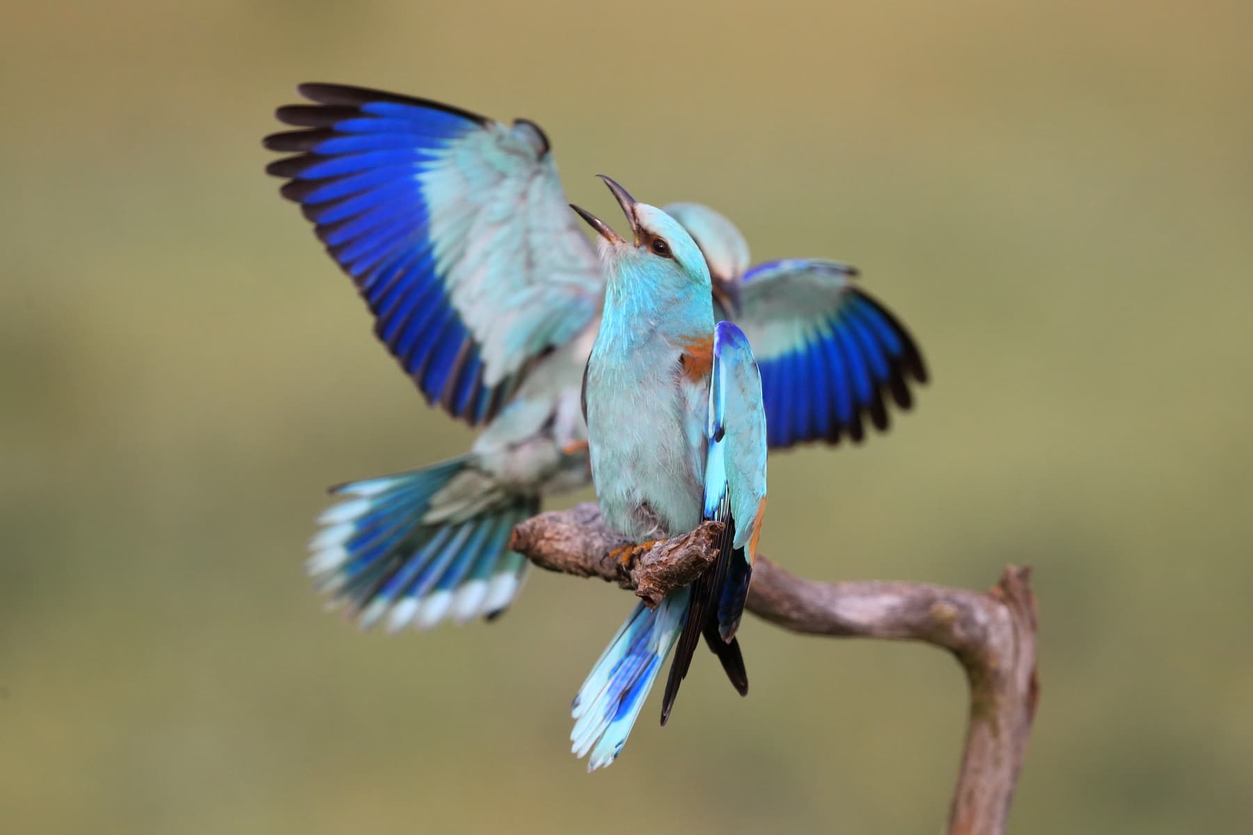 Hortobágy — Fågelfotogömslen i Ungern