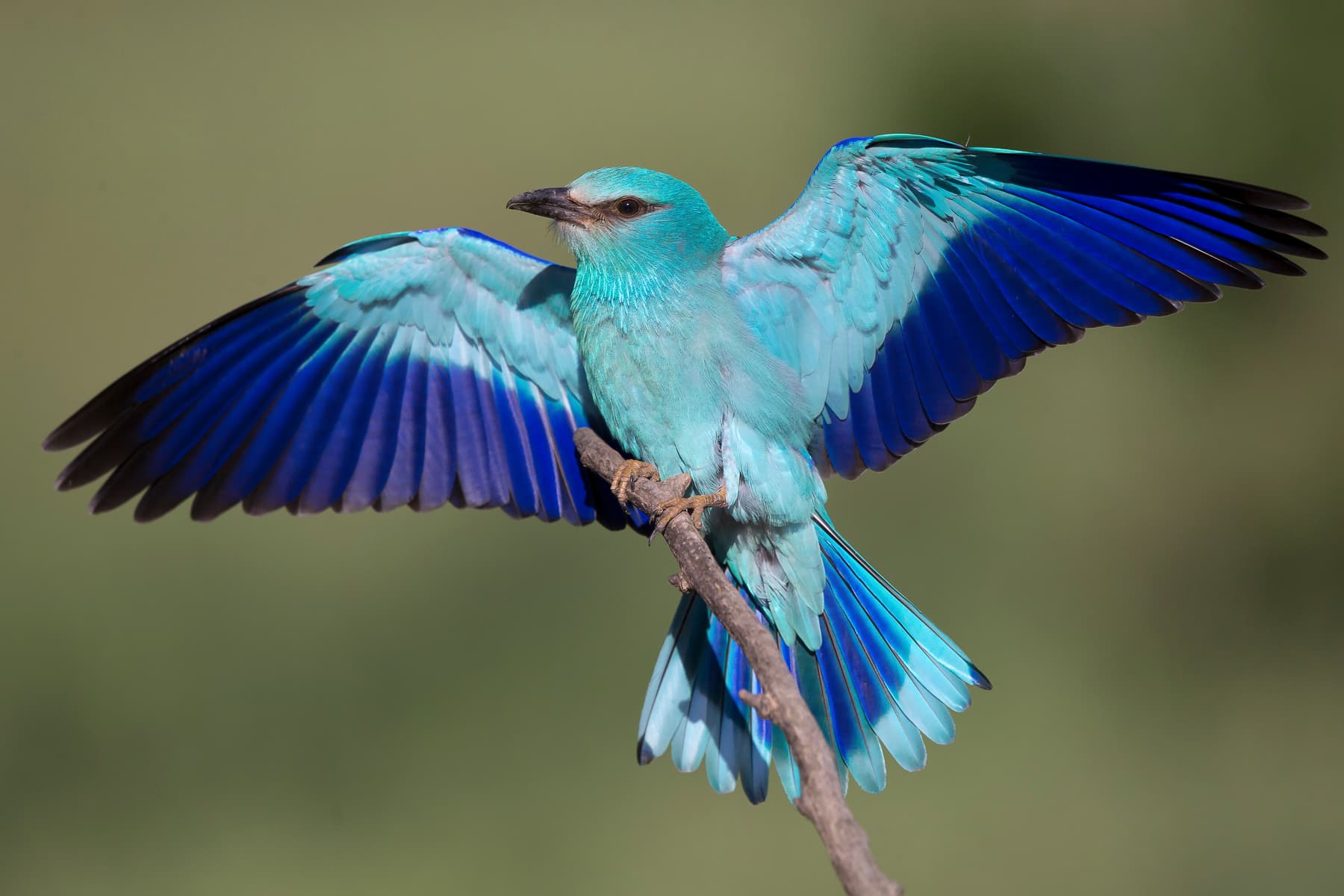 Blåkråkegömsle i Kiskunság — Ungern