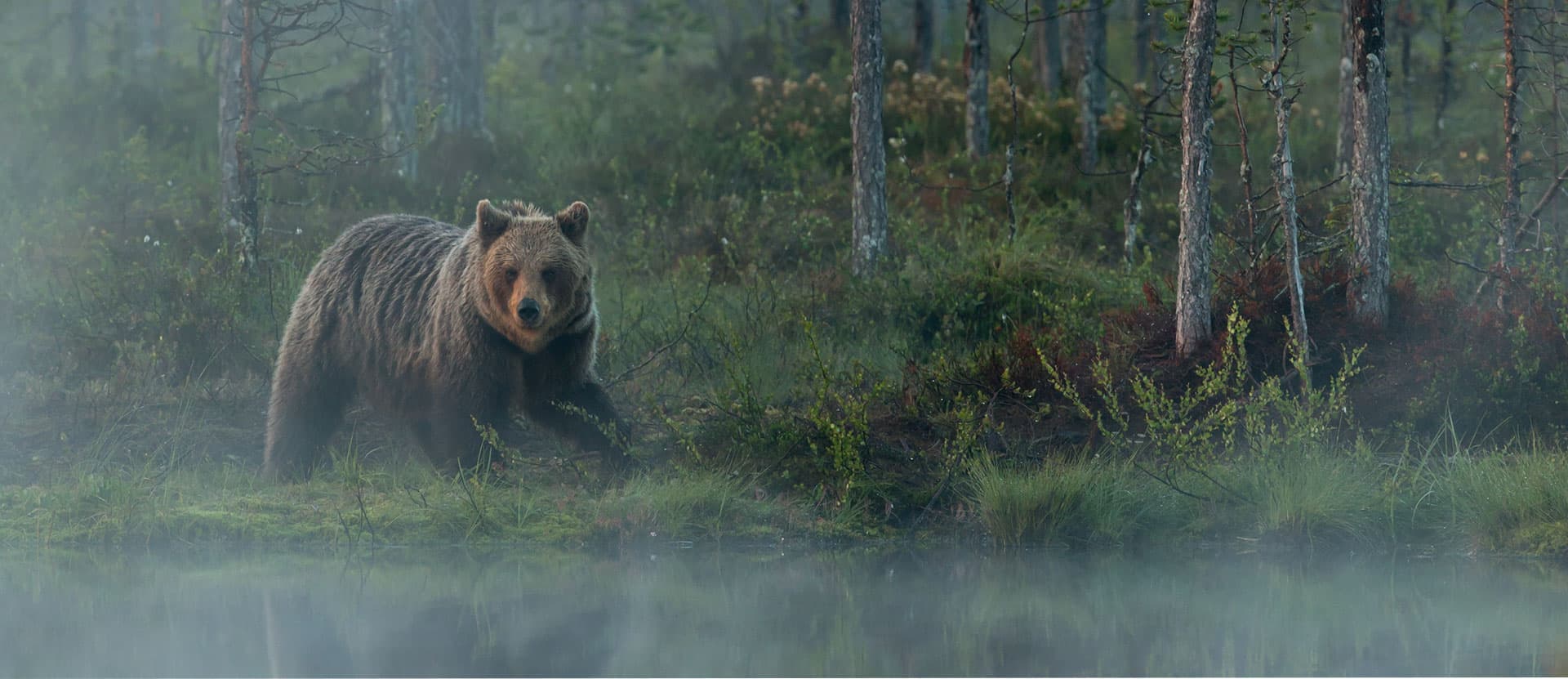 Martinselkonen — Björngömsle i Finland