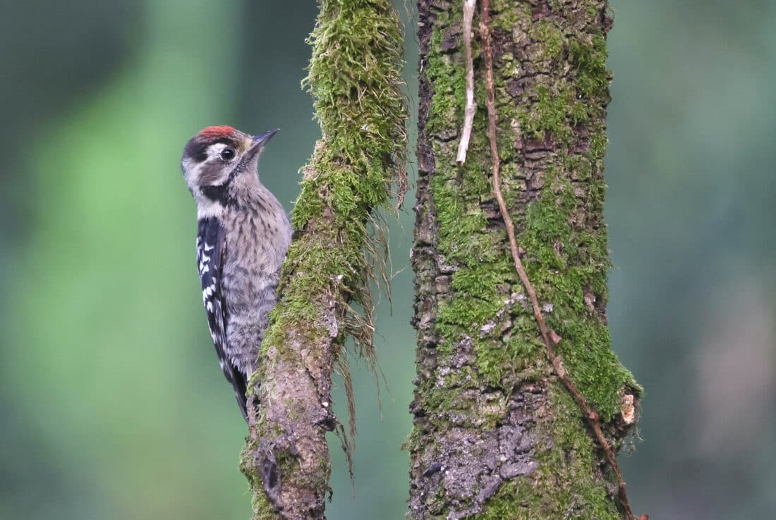 Photo Logistics — Lammgam i Katalanska Pyrenéerna