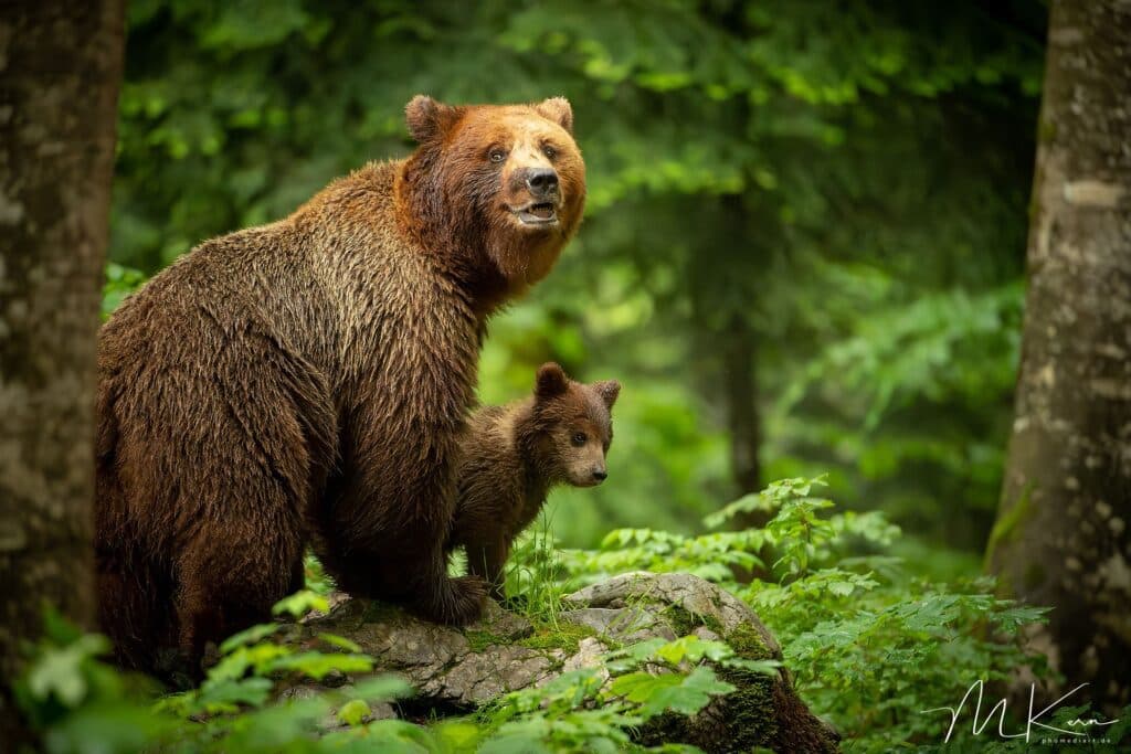 Slovenian Bears — Björnfotografering nära Ljubljana