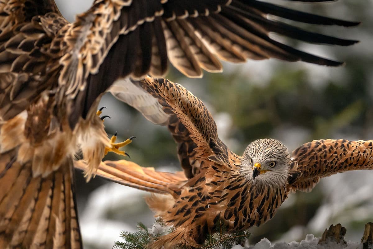 Brutus Östlings Gömsle — Skåne